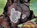 Tuber macrosporum